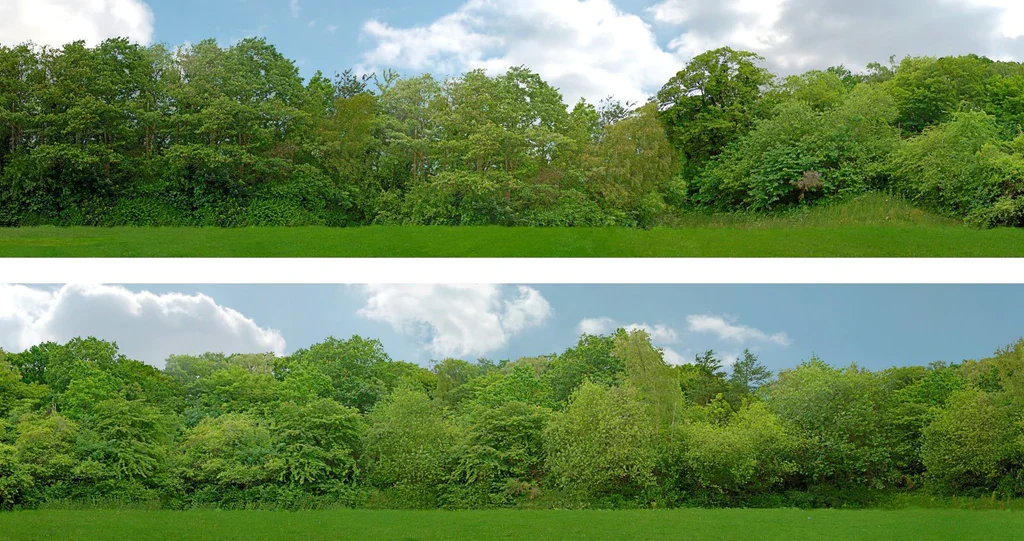 95131 PREMIUM 00 GAUGE TREES 15" High Backscene